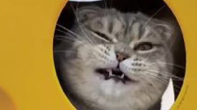 给球球安排了猫抓板，这回还会掉下来吗？