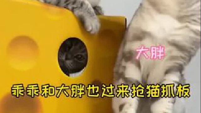 为了防止球球掉冰箱，我也是操碎了心