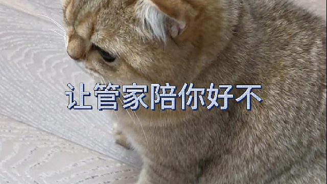 谁说猫养不熟！猫只是双标罢了