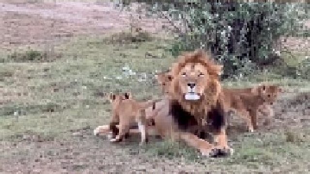 小狮子们骑在雄狮身上玩耍｜雄狮满脸宠溺