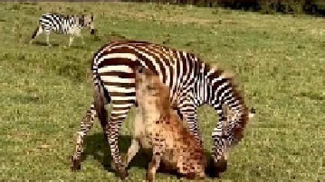 鬣狗活吃斑马｜斑马反咬对方，但是它的咬对鬣狗造不成一点伤害