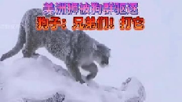美洲狮被狗群驱逐｜双拳难敌四手