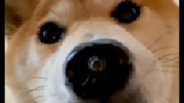 请艾特出最像它的人