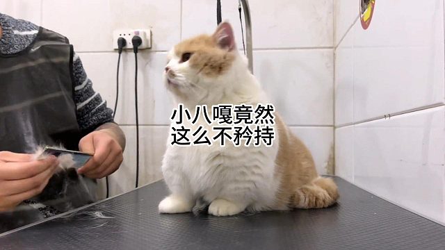 小八嘎竟然这么不矜持