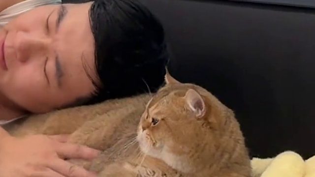 第一次看到这么有眼力见的猫咪