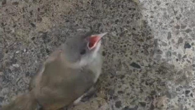 四川热得雀儿都着不住