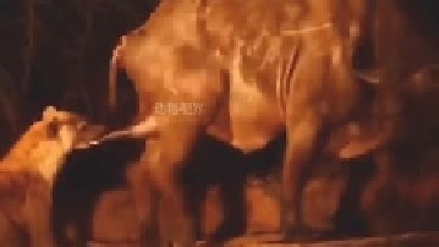 野牛被鬣狗掏肛｜看着都疼，肛肠科主任果然名不虚传