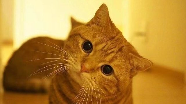 诛仙3官服创世绮梦  怎样成为婴变高手2