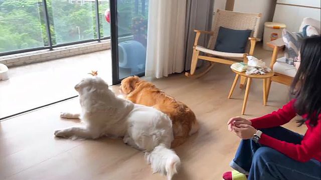 我捡的小猫突然生病了，治疗还是放弃？