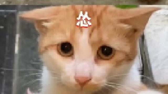 猫猫系列哦