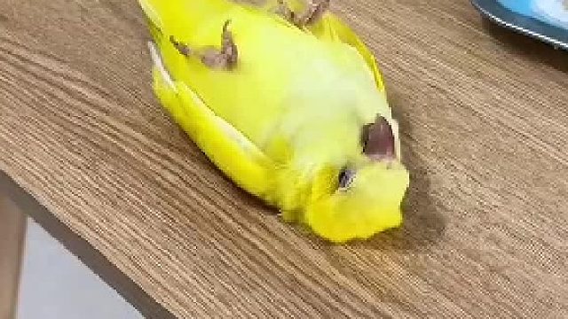 论松弛感还得我们黄色鹦鹉