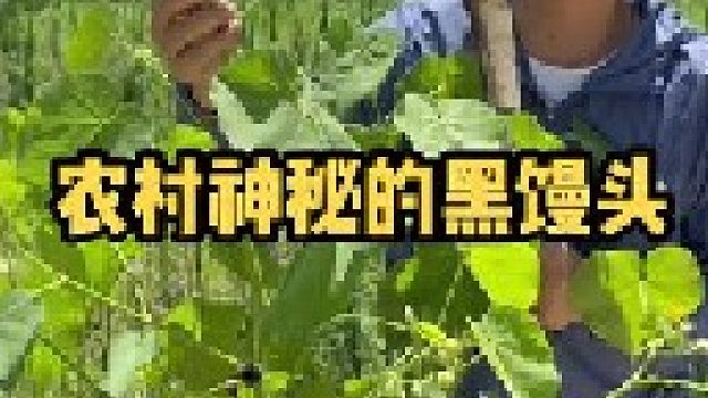 苘麻，又叫磨盘草、黑馒头，很多老一辈的人对它并不陌生，如今成了童年美好的回忆。你的家乡有吗？