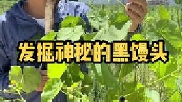 苘麻又叫黑馒头，没想到在生活中有这么多用途，只可惜现在越来越少了，大家管它叫啥名？