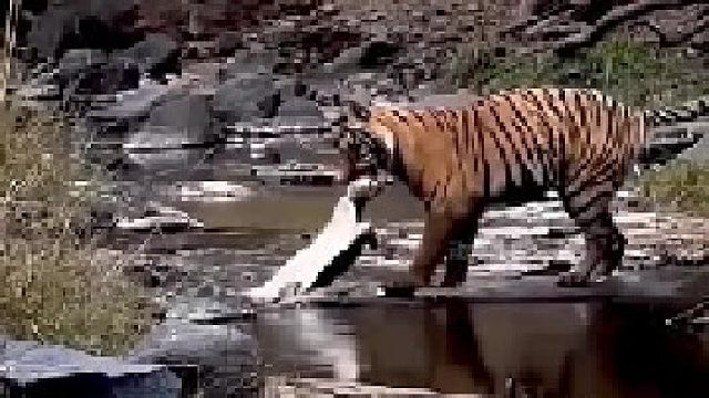 小老虎抓了只乌龟｜给它高兴坏了