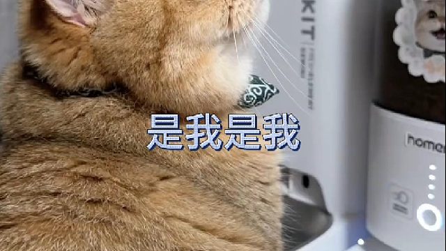 想欺负咯噔听不懂人话的 我问谁是饭桶 他还真就看着饭桶