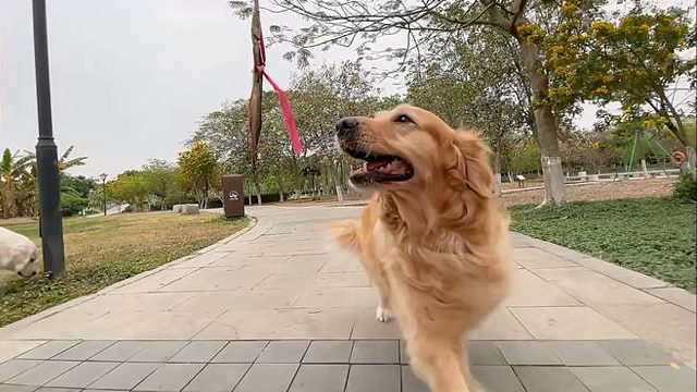 被狗追是什么体验？