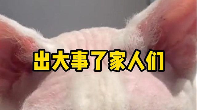 出大事了家人们