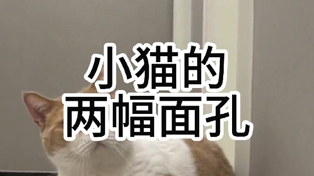 小猫的两幅面孔