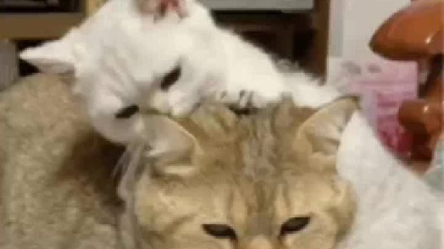 我们猜叔可盐可甜，谁懂？！