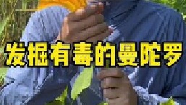 如果你穿越回古代，你一定会用到它，你的家乡有曼陀罗吗？管它叫什么名字？