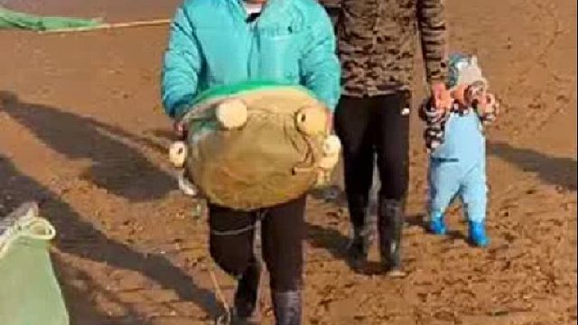 户外赶海抓海鲜