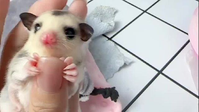 我也不想逗它，可是它生气的样子真的太可爱了