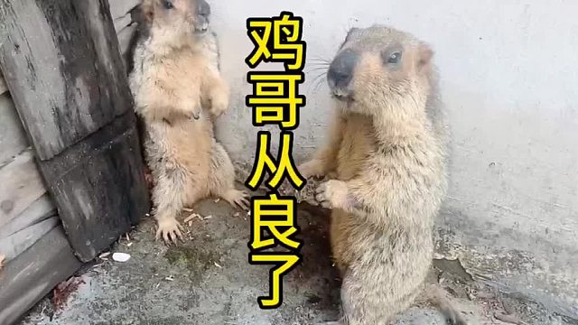 鸡哥已经从良了。不干拆拆了。