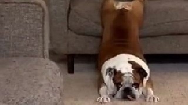 摆烂修狗 艾特出最像它的人