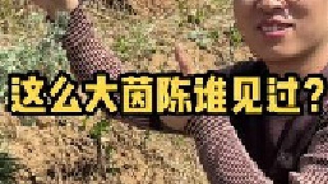 三月茵陈四月蒿，像这么大的茵陈，真的是不多见了，大家有见过的吗？