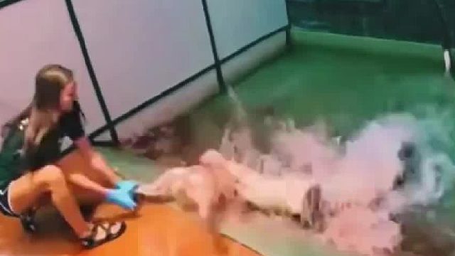 水族馆里的鳄鱼