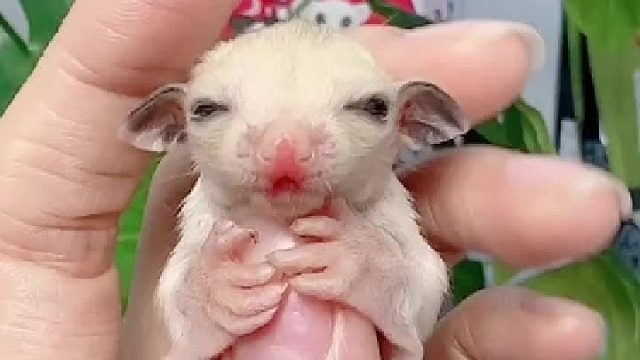 已经睁眼睛了哦。