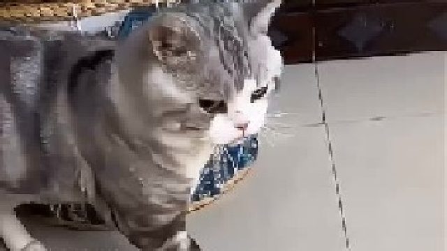 猫妈妈惩罚小猫