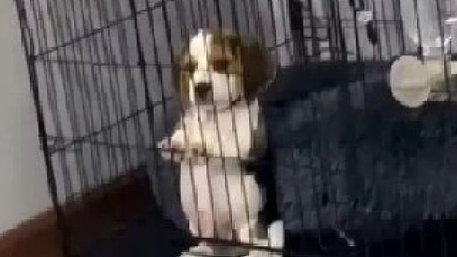 艾特出最像它的人