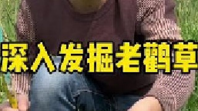 深入发掘老鹳草 这是一株有趣的植物，大家看它的果实很像老鹳鸟的嘴巴，因此得名老鹳草。你们那里还有吗