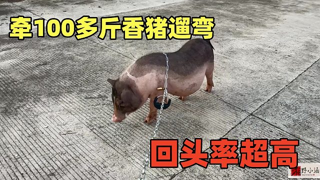 你遛狗我溜100多斤香猪，相当拉风，一路很多人围观，回头率超高