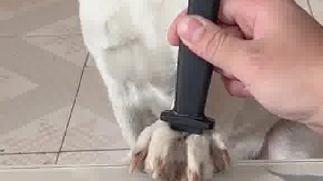 狗完了！忘记狗爪子和狗爪子构造是不一样的！