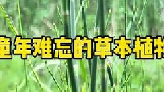 时光飞逝岁月如梭，这些童年里的植物你还记得吗？小时候管它们叫什么名字呢？