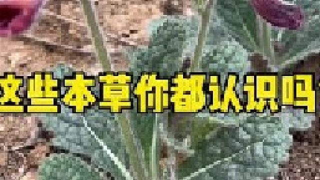 时光飞逝岁月如梭，这些植物你的家乡都有吗？多少时间没有见到了？还记得它们其它的名字吗？