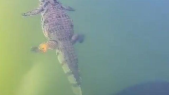 巨骨舌鱼遇上鳄鱼，都是狠角色