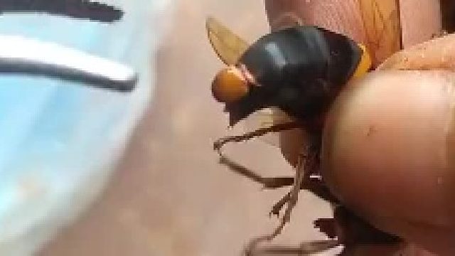 马蜂：多谢我一定要给你个大红包