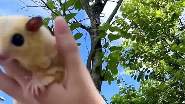 我要是不挡着，估计又得扑头了