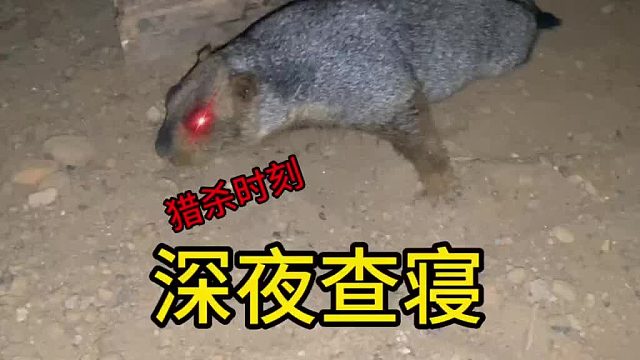 拆拆的无敌睡觉姿势。