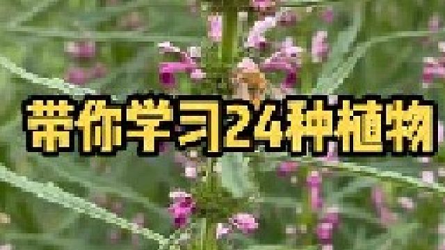 实拍了24种比较常见的草本植物，你还记得它们吗？能认识几种？你的家乡管这些植物叫什么名字？