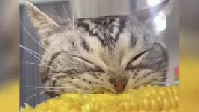 今日猫咪合集来咯