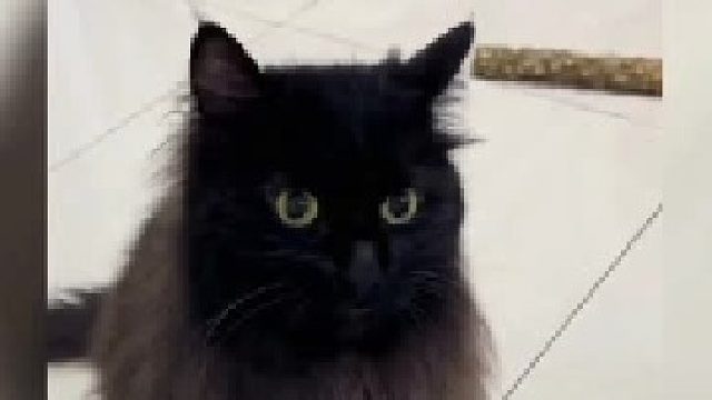 谁能拒绝得了这么可爱的啊猫