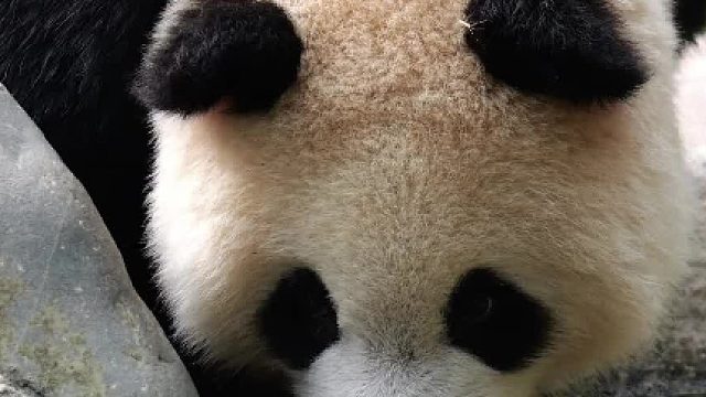 中国为什么会有这么可爱的精灵啊，简直是大自然的恩赐！