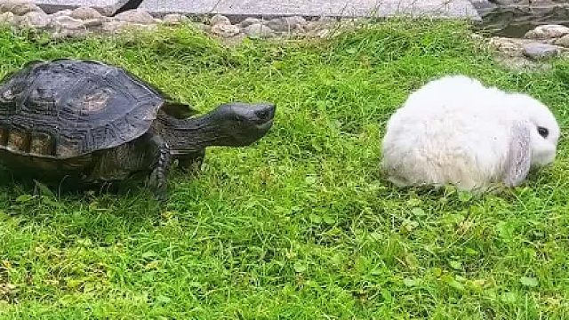 乌龟真的好凶。。。一口把兔子的毛咬下来了