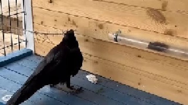 小鸟叼着木棍这是要干啥