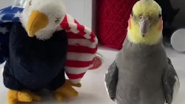 会吃醋的鹦鹉，不知道这叫逢场作戏吗