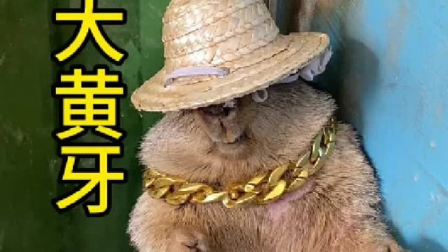 胆小鬼的牙比拆拆黄噢！